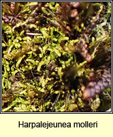 Harpalejeunea molleri, Pointed Pouncewort