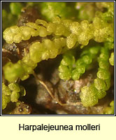 Harpalejeunea molleri, Pointed Pouncewort