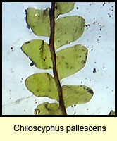 Chiloscyphus pallescens, Pale Liverwort