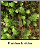 Fissidens taxifolius, Common Pocket-moss