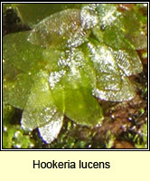 Hookeria lucens, Shining Hookeria