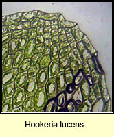 Hookeria lucens, Shining Hookeria