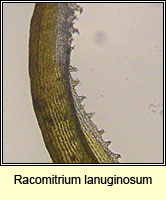 Racomitrium lanuginosum, Woolly Fringe-moss