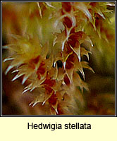 Hedwigia stellata, Starry Hoar-moss