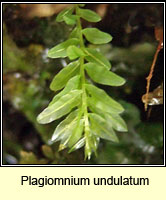 Plagiomnium undulatum, Hart's-tongue Thyme-moss