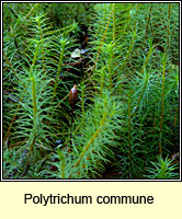 Polytrichum commune, Common Haircup