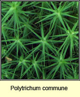 Polytrichum commune, Common Haircup