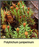 Polytrichum juniperinum, Juniper Haircap