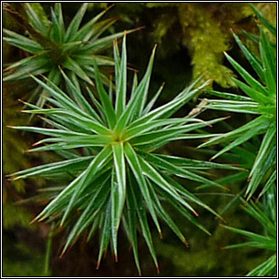 Polytrichum juniperinum, Juniper Haircap