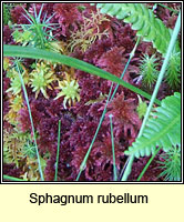 Sphagnum capillifolium ssp rubellum, Sphagnum rubellum, Red Bog-moss