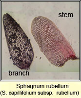 Sphagnum capillifolium ssp rubellum, Sphagnum rubellum, Red Bog-moss