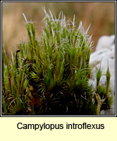 Campylopus introflexus, Heath Star-moss
