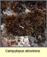Campylopus atrovirens, Bristly Swan-neck Moss