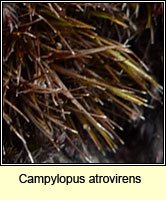 Campylopus atrovirens, Bristly Swan-neck Moss