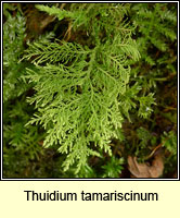 Thuidium tamariscinum, Tamarisk Moss