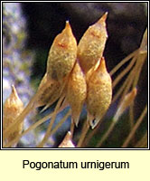 Pogonatum urnigerum, Urn Haircap