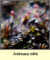 Andreaea rothii, Rock Moss