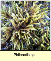Philonotis sp