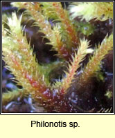 Philonotis sp