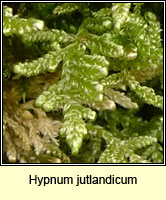Hypnum jutlandicum, Heath Plait-moss