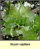 Bryum capillare, Capillary Thread-moss