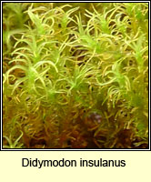 Didymodon insulanus, Cylindric Beard-moss