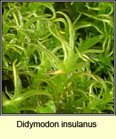 Didymodon insulanus, Cylindric Beard-moss