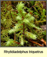 Rhytidiadelphus triquetrus, Big Shaggy-moss
