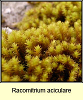 Racomitrium aciculare, Yellow Fringe-moss