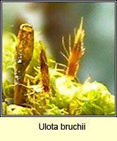 Ulota bruchii, Bruch's Pincushion