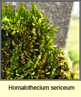 Homalothecium sericeum, Silky Wall Feather-moss