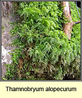 Thamnobryum alopecurum, Fox-tail Feather-moss