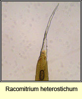 Racomitrium heterostichum, Bristly Fringe-moss