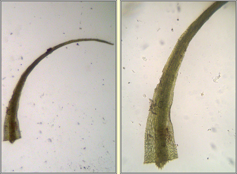 Dicranella heteromalla, Silky Forklet-moss