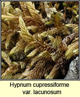 Hypnum cupressiforme var lacunosum, Great Plait-moss