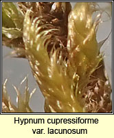 Hypnum cupressiforme var lacunosum, Great Plait-moss
