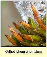 Orthotrichum anomalum, Anomalous Bristle-moss