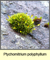 Ptychomitrium polyphyllum, Greater Pincushion