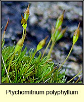 Ptychomitrium polyphyllum, Greater Pincushion