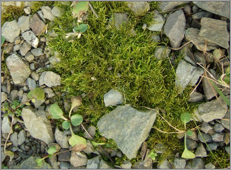 Kindbergia praelonga, Common Feather-moss