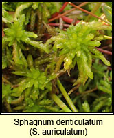 Sphagnum denticulatum (auriculatum), Cow-horn Bog-moss
