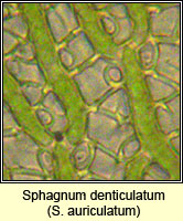 Sphagnum denticulatum (auriculatum), Cow-horn Bog-moss