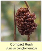 compact rush