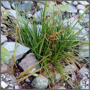 Juncus squarrosus