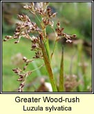 woodrush,greater