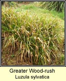 woodrush,greater
