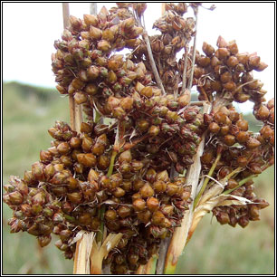 Juncus acutus