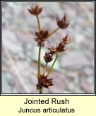 jointed rush