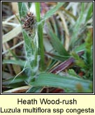 woodrush,heath ssp congesta