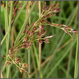 Juncus inflexus